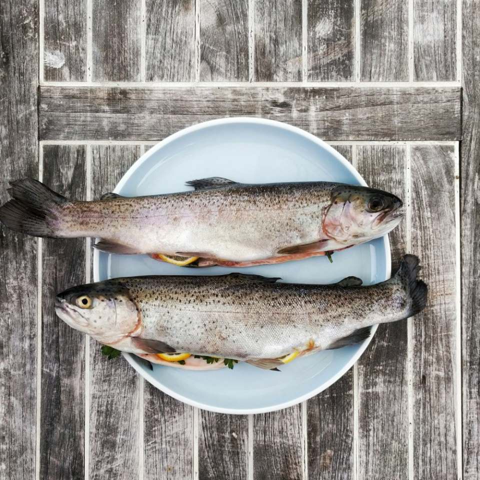কাতলা মাছ / Katla Fish